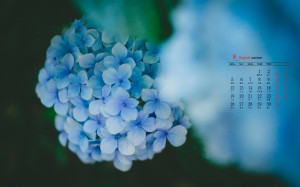 2019年8月蓝色花朵图片日历壁纸
