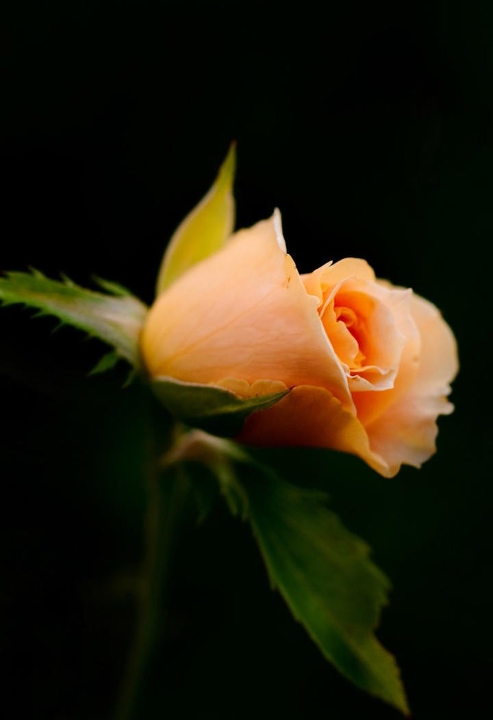 一朵橙色玫瑰花图片