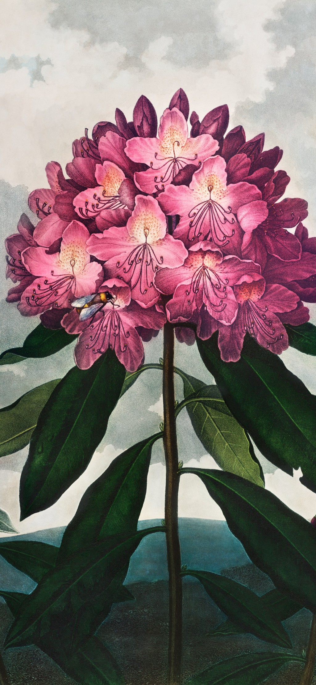 唯美花卉艺术画手机壁纸