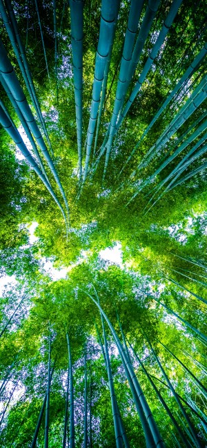 清新绿色竹林风景手机壁纸