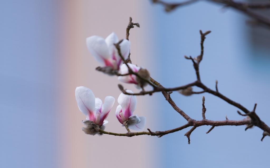 初春白玉兰花图片，唯美清香