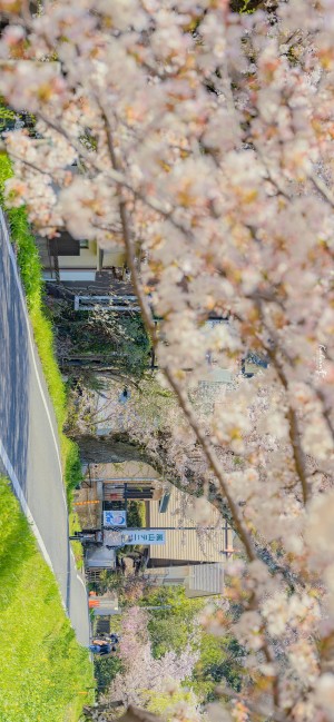 樱花盛开日系横屏风景手机壁纸
