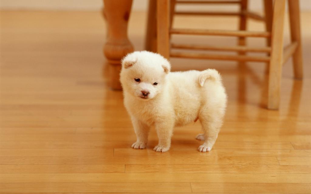纯白的可爱小狗图片超萌壁纸