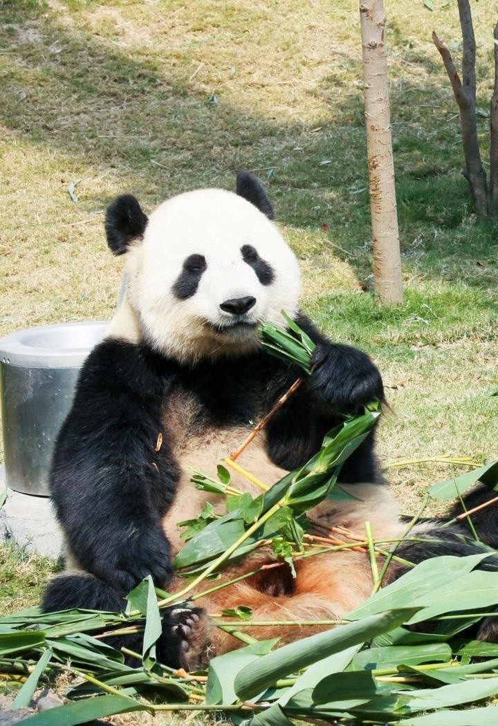 坐在草地上悠闲吃竹子的大熊猫图片