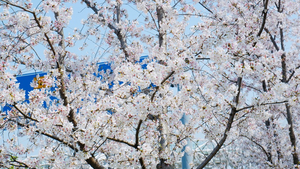春天洁白的樱花