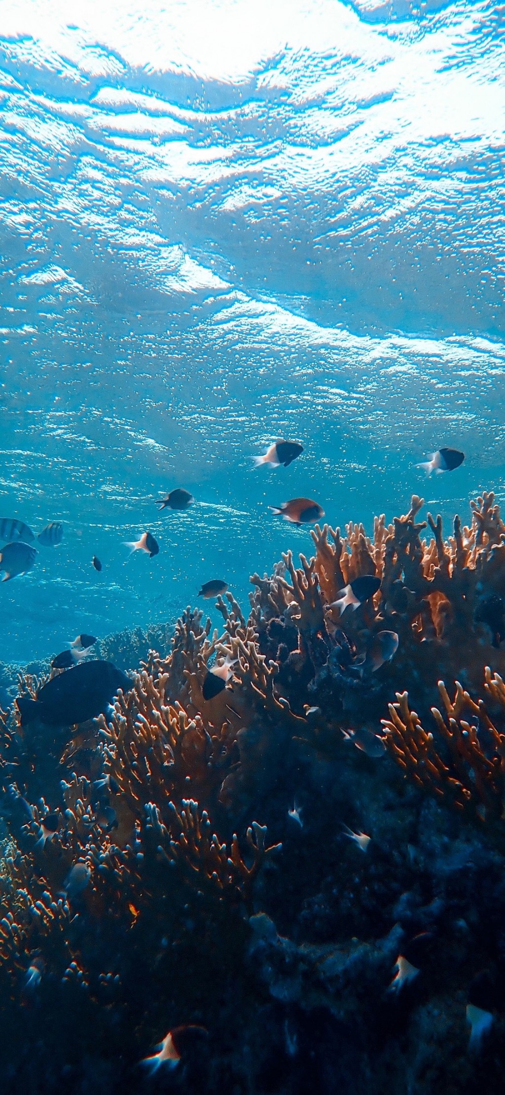 海底世界清新风景手机壁纸