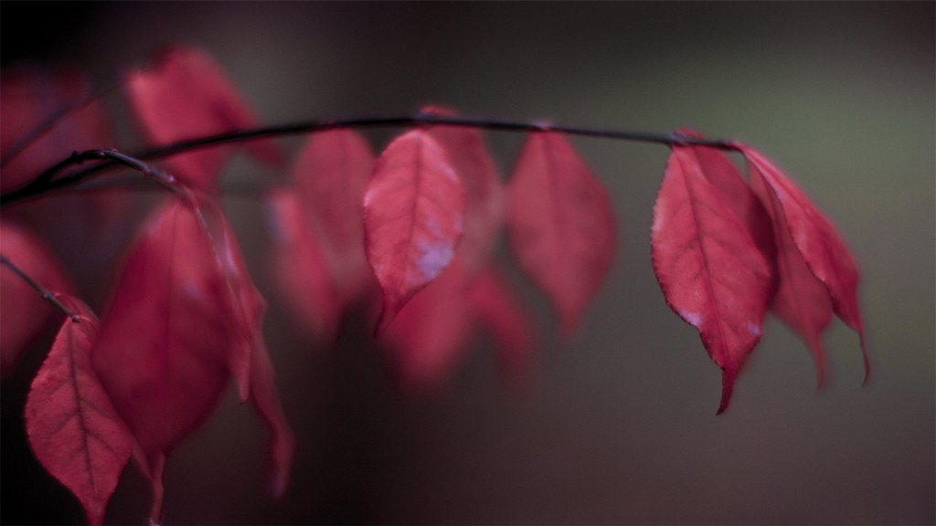 香山公园红枫优美景色高清桌面壁纸