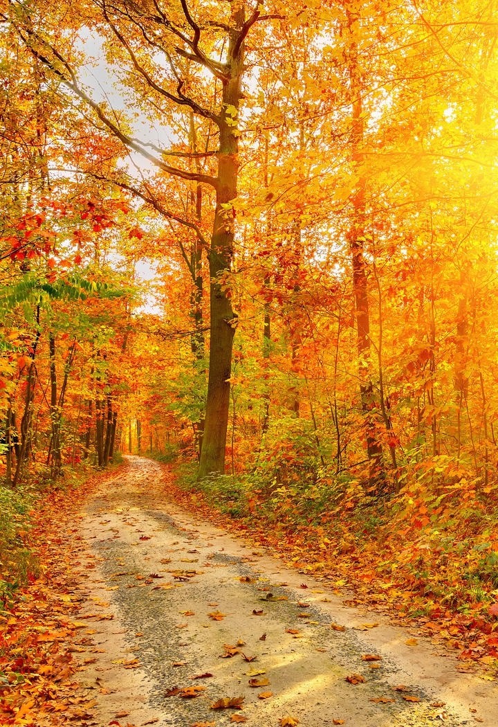 秋天树林下的公路风景图片