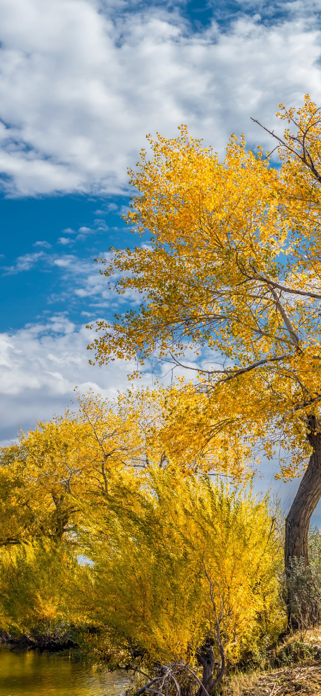 秋天风景黄色树叶手机壁纸