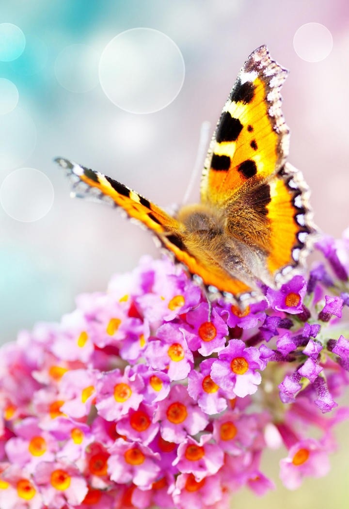 高清蝴蝶动物摄影图片