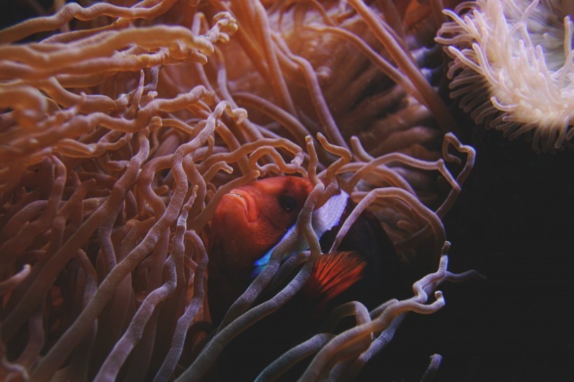 海底珊瑚唯美图片
