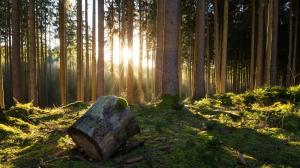 自然 森林 树木 太阳的光线 青苔 秀美风景图片