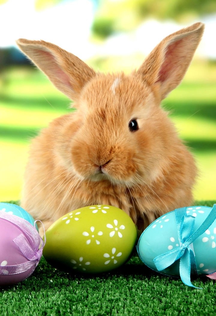 高清可爱小兔子动物摄影图片
