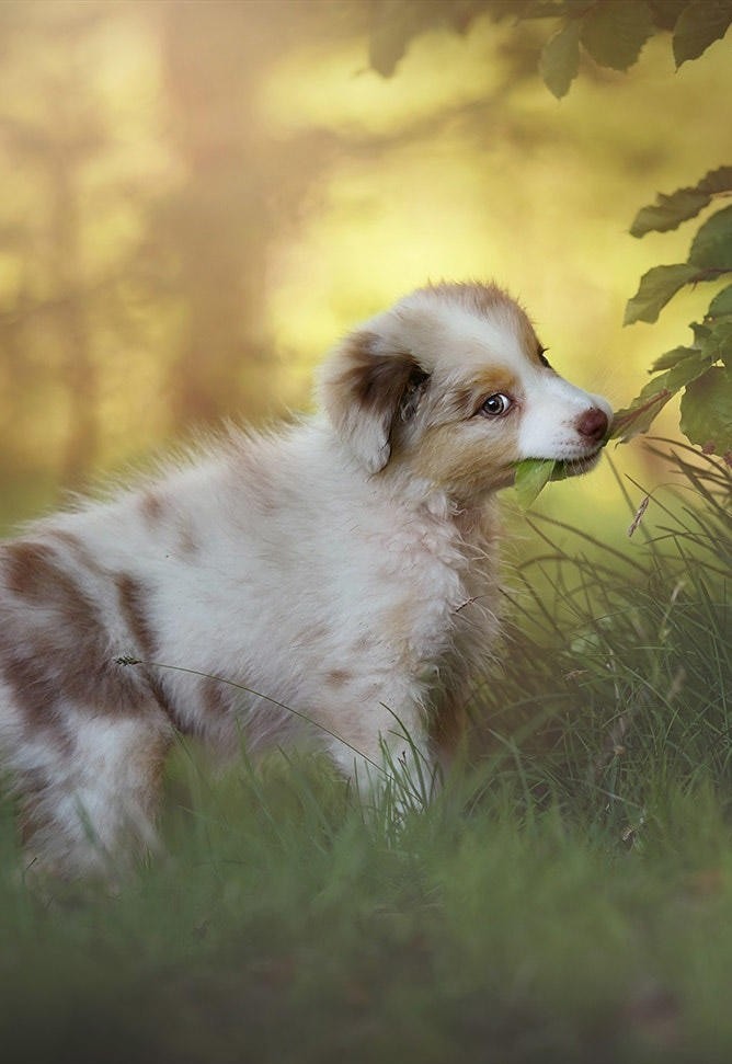 咬树叶的牧羊犬可爱幼犬图片