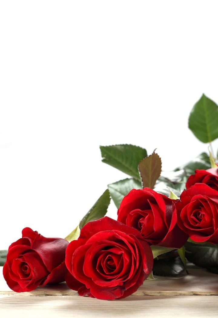 鲜艳夺目的大红玫瑰花图片