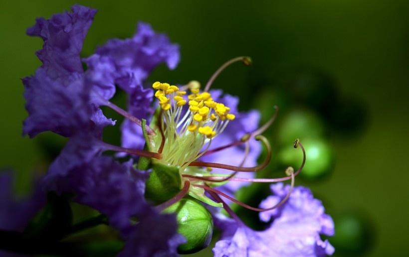 紫色花朵微距图片