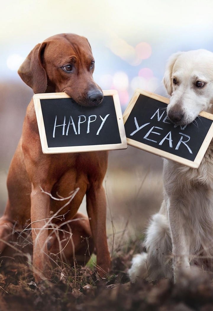咬着新年快乐的拉布拉多犬图片