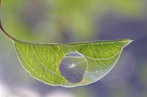 一只蜘蛛在半片叶子上结网