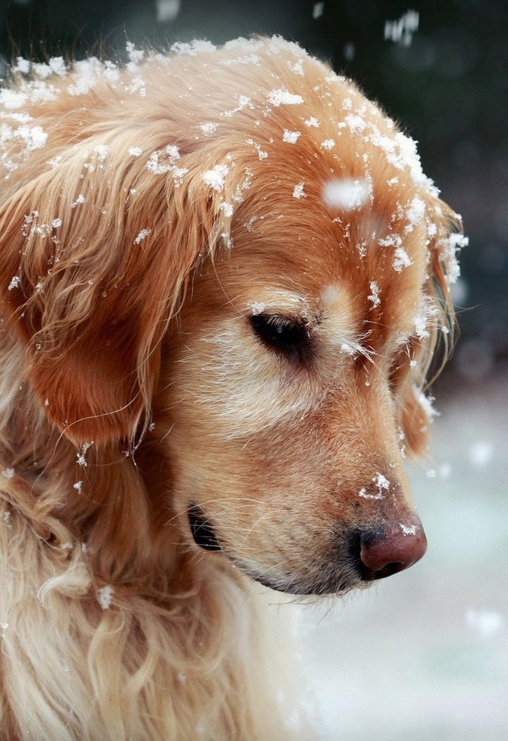 雪地的金毛犬狗狗图片