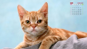 2020年2月可爱淘气的小猫咪宠物日历壁纸