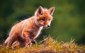 狐狸幼崽超级萌态模样
