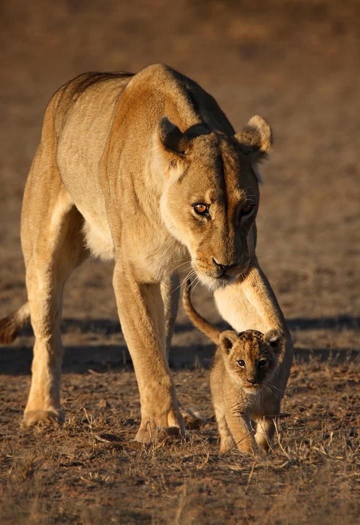 母狮子带着小狮子动物摄影图片