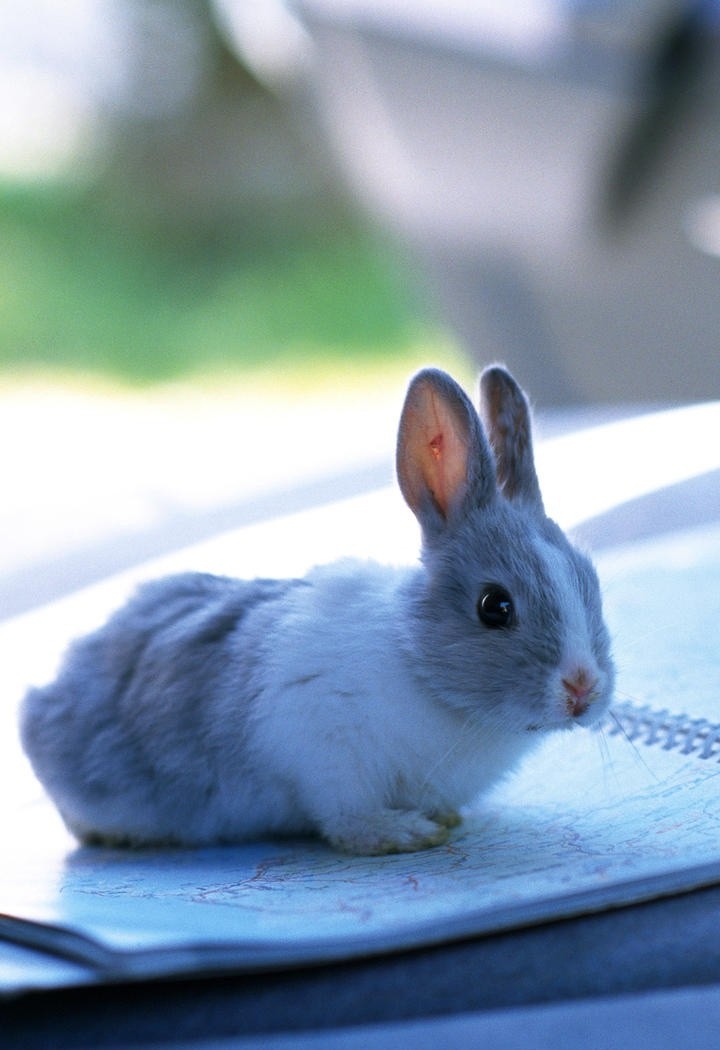 高清可爱小兔子动物摄影图片