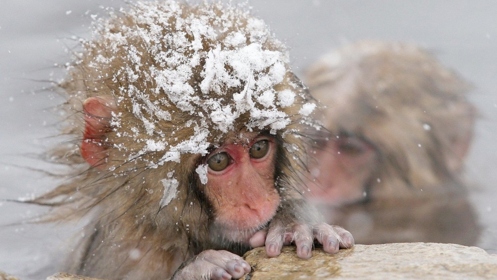 可爱小猴子高清摄影图片