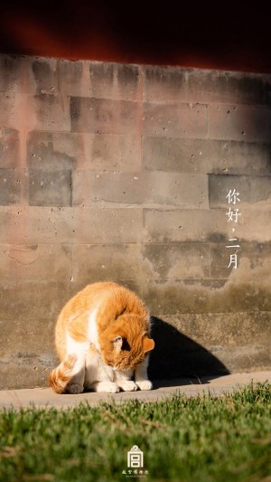 你好二月之故宫博物院的猫