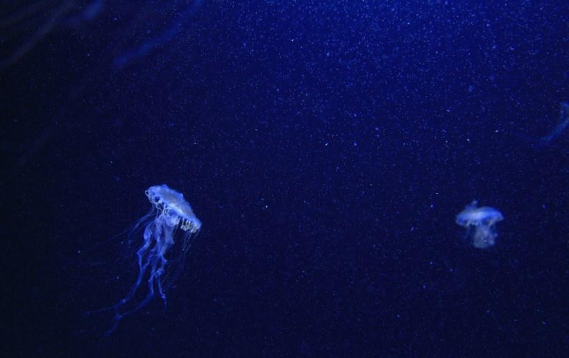无脊椎浮游动物可爱水母图片