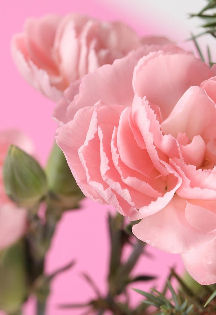 淡淡香味的粉色康乃馨鲜花图片