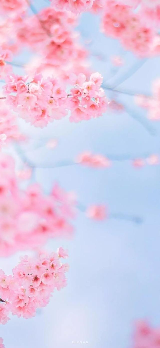 春天粉色唯美樱花手机壁纸