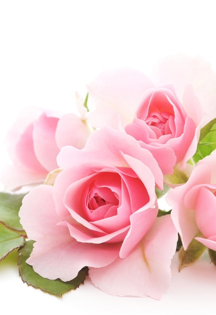 艳丽动人的粉色玫瑰花图片
