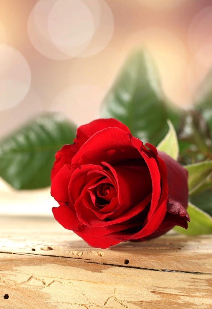 一只孤独的红玫瑰花图片