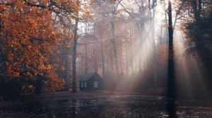 秋天清晨阳光射入森林唯美景色