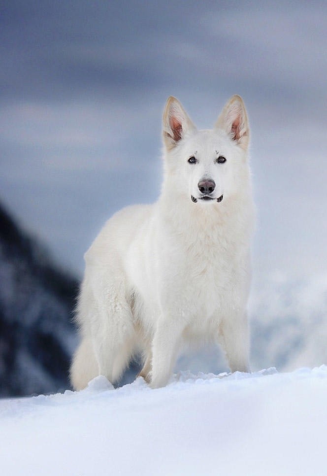 雪地里的白色德国牧羊犬图片