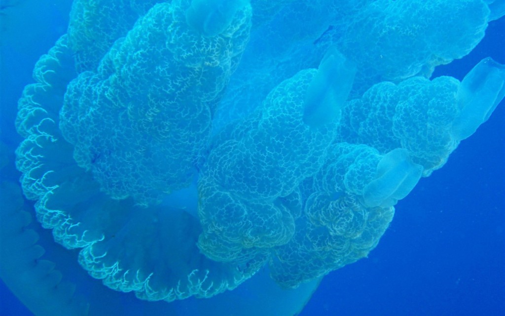 海洋唯美的浮游生物水母壁纸