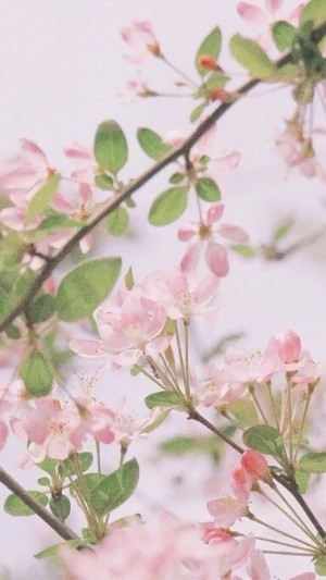 粉色花朵植物手机壁纸
