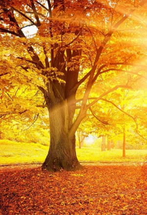 唯美秋天黄色树林图片