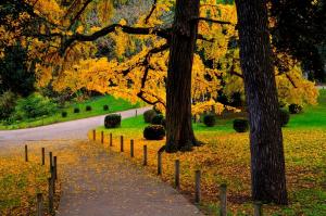 秋天森林公园树木落叶道路栅栏风景图片