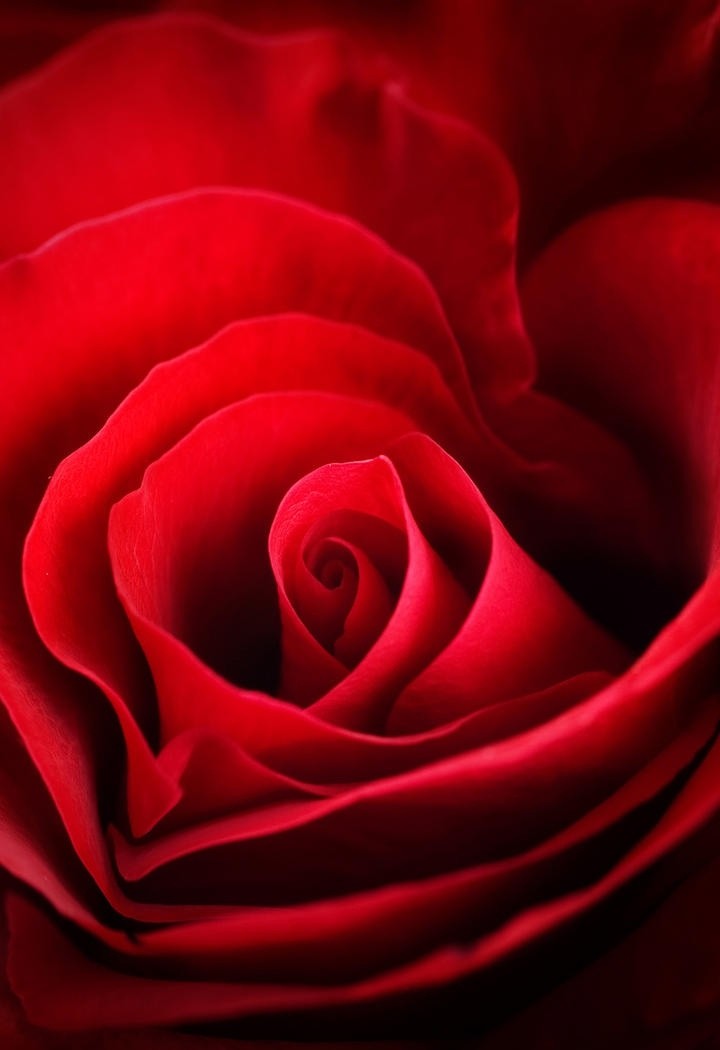 一片片火红的玫瑰花水珠花瓣图片
