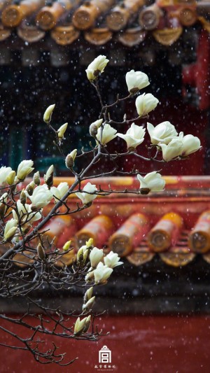 故宫的花朝春雪