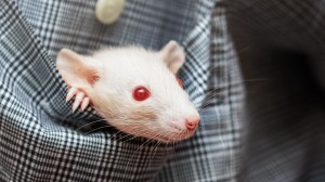 世界上最可爱的小老鼠