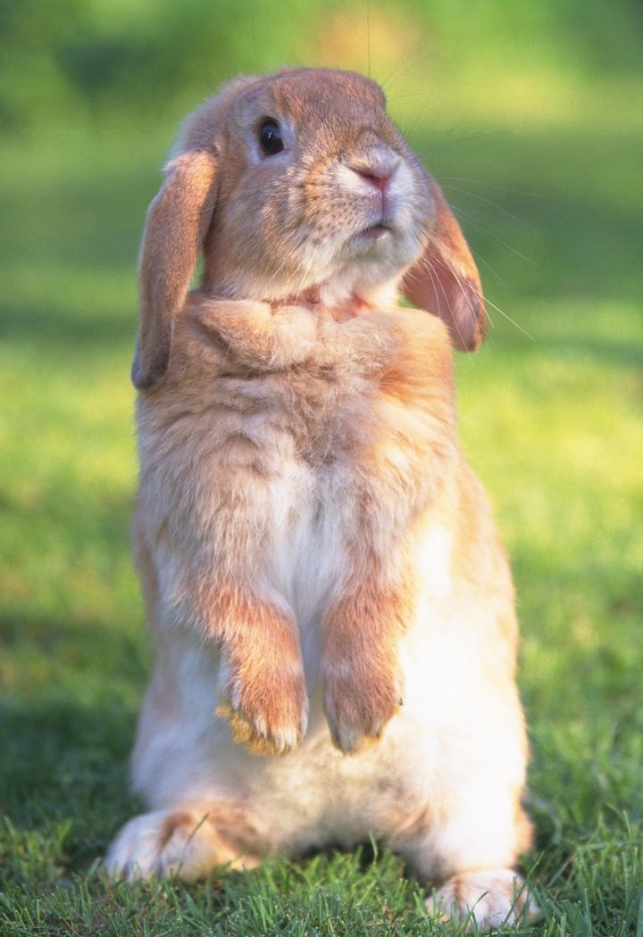 草地上两只可爱的兔子图片