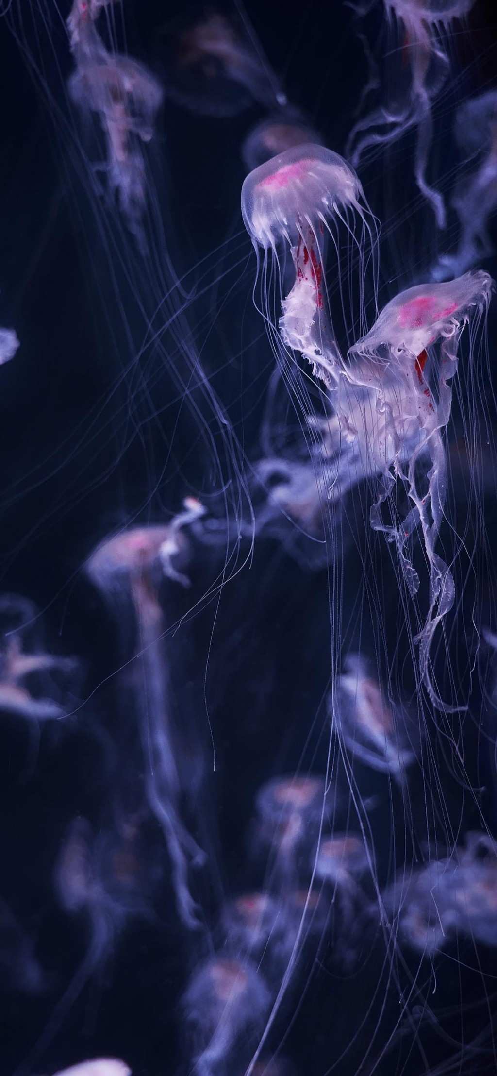 海洋生物水母唯美手机壁纸