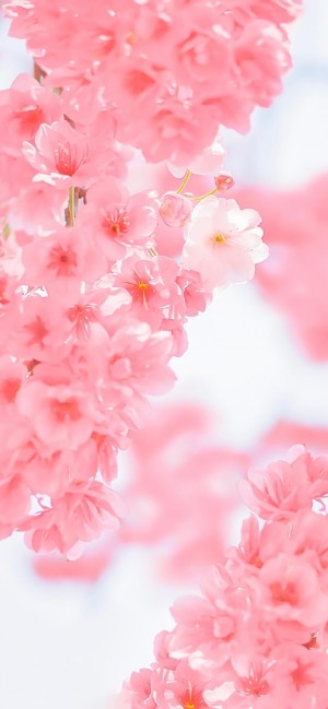 粉红鲜花盛开风景手机壁纸