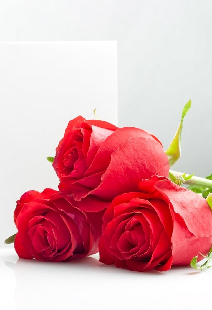 一只孤独的红玫瑰花图片