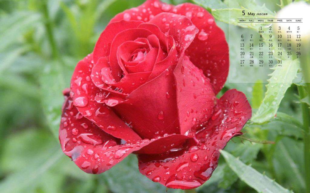 2019年5月唯美红玫瑰图片日历壁纸