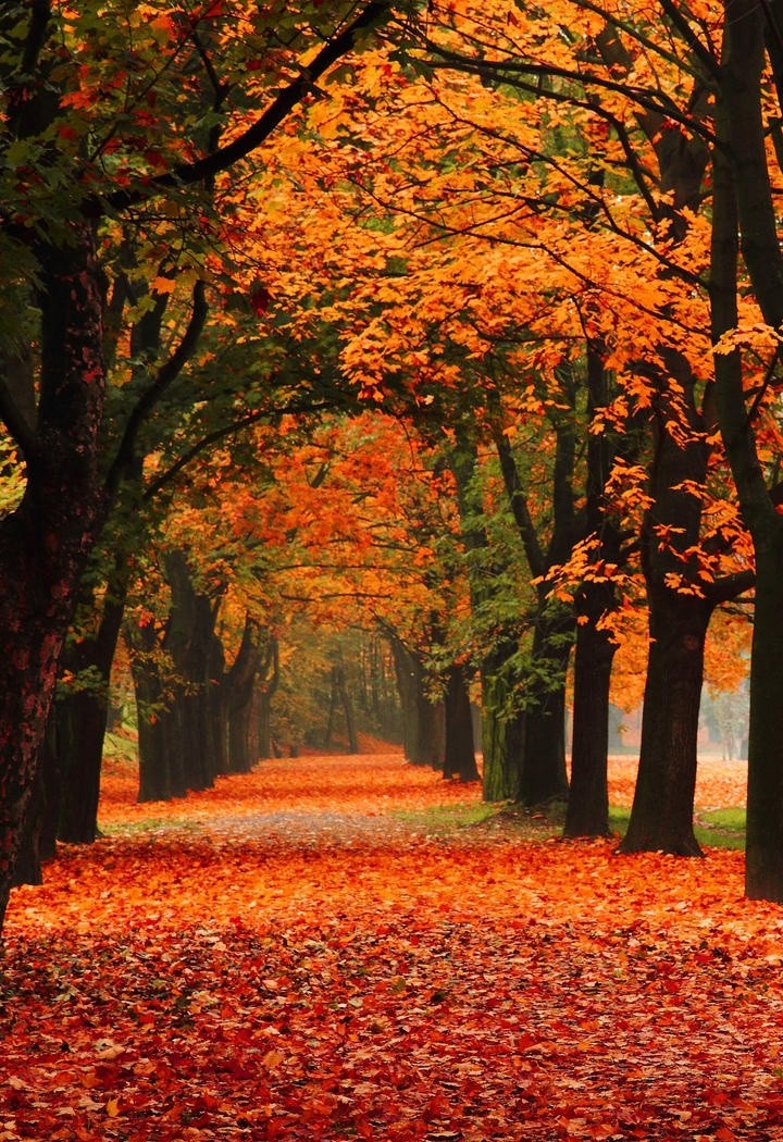 小河边的秋天树林风景