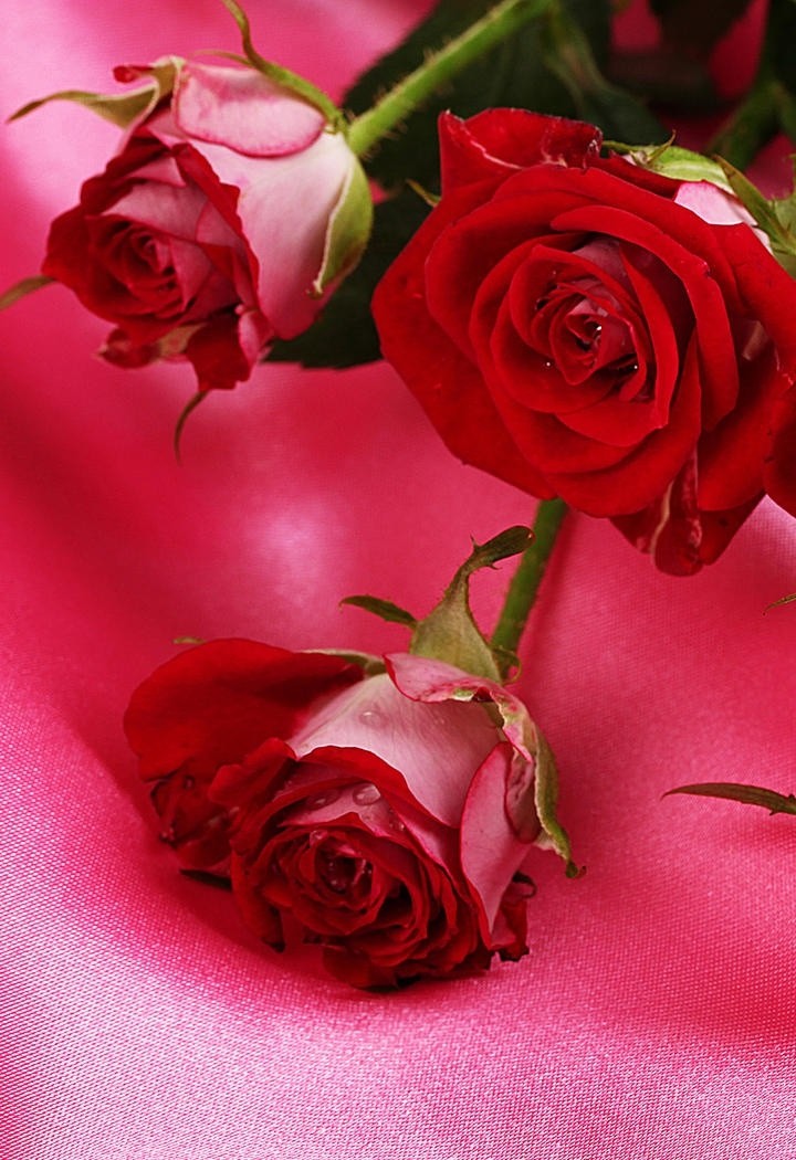 鲜艳的玫瑰花图片高清特写